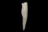 Fossil Plesiosaur (Zarafasaura) Tooth - Morocco #78415-1